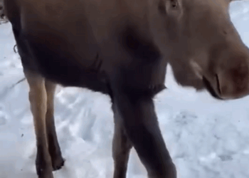 C1709020 Villagers save dying baby moose, not realizing they ll end up su_part2