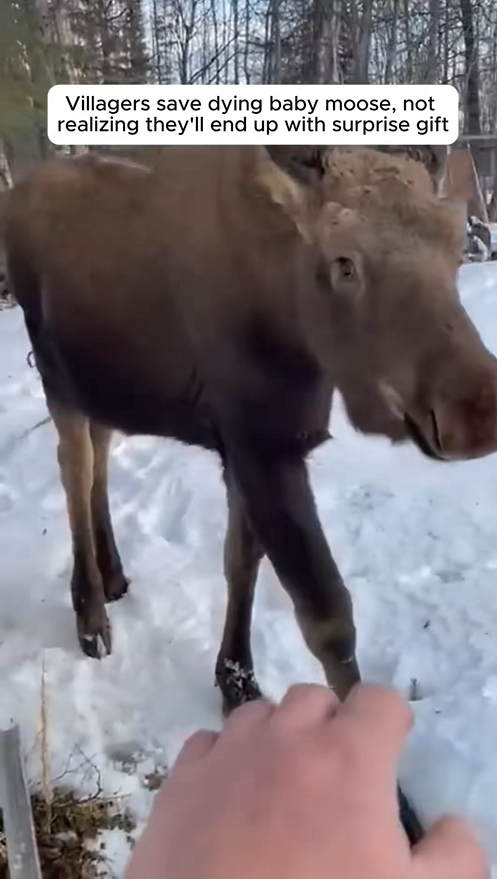 C1709020 Villagers save dying baby moose, not realizing they ll end up su_part2
