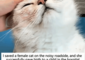 C0609004 I saved a female cat on the noisy roadside and she successfully_part2