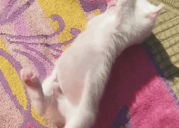 C2009001 kitten was adopted by girl after months_part2