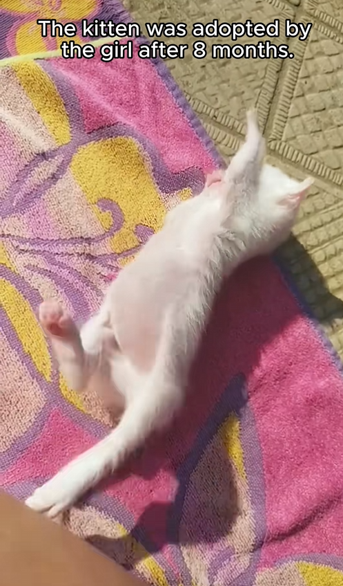 C2009001 kitten was adopted by girl after months_part2