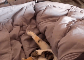 C2009002 kitty carefully slipped into my tent on winter night then_part2