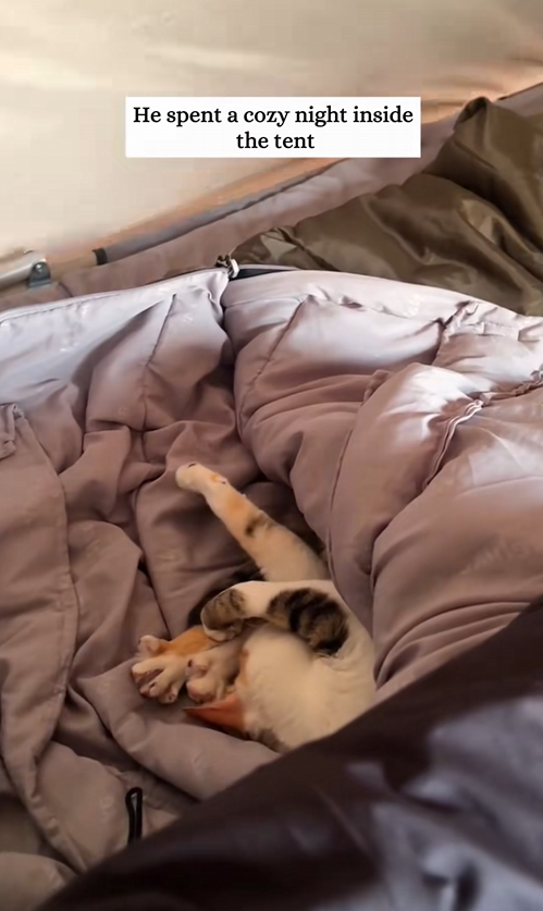 C2009002 kitty carefully slipped into my tent on winter night then_part2