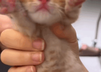 C2009003 picked up newborn kitty then #rescue #fyp #animals #animal._part2