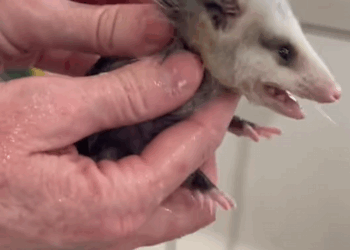 C2009004 Rescue baby opossum was taken away by fox #rescue #animal._part2