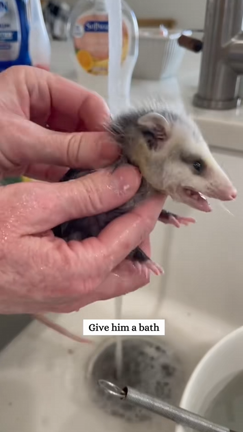 C2009004 Rescue baby opossum was taken away by fox #rescue #animal._part2