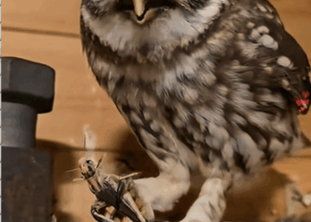 C0609005 Kind girl rescues a wounded owl on the roadside and decides to adopt_part2