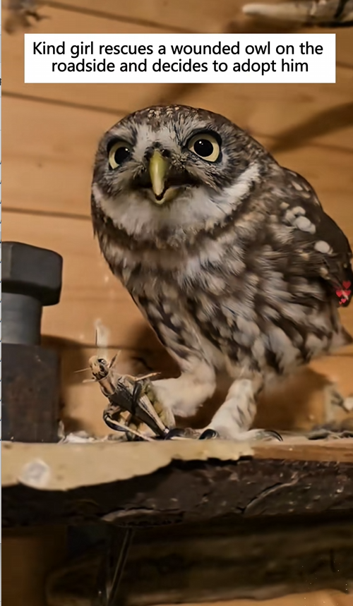 C0609005 Kind girl rescues a wounded owl on the roadside and decides to adopt_part2