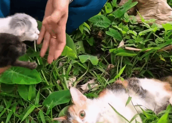 C2009005 Rescue family of cats _part2