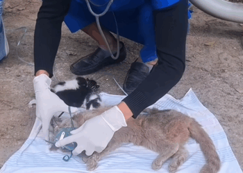 C2009006 Rescue family of cats #animal._part2