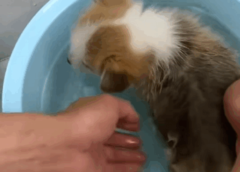 C2009007 Rescue poor puppy then _part2