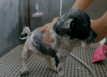 C2009008 Rescue puppy on road._part2