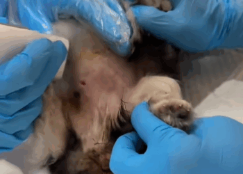 C2009009 Rescue sick puppy then _part2