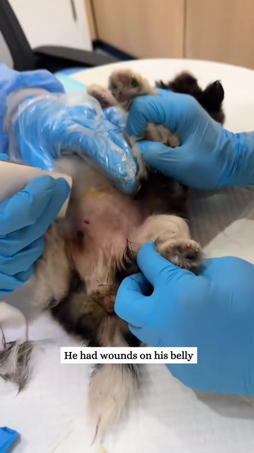 C2009009 Rescue sick puppy then _part2