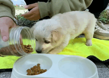 C2009010 We found lost puppy hiding in bushes _part2