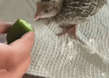 C2209001 family rescued baby quail was stuck in drain adopted._part2