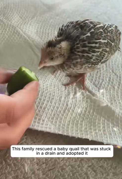C2209001 family rescued baby quail was stuck in drain adopted._part2