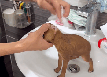 C2209002 found puppy then_part2