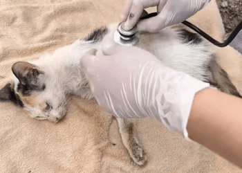 C2209003 girl rescued poor kitten on road #rescue._part2