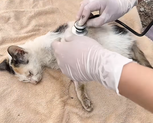C2209003 girl rescued poor kitten on road #rescue._part2
