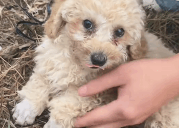 C2209004 Man rescue two puppies on road _part2