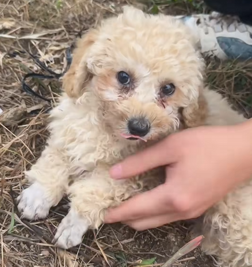 C2209004 Man rescue two puppies on road _part2