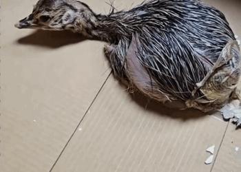 C0509003 From tiny egg big friendship gree day by day. rescue animal_part2