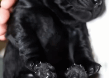 C0609006 kind man met an abandoned puppy on the side of the road and adopted_part2