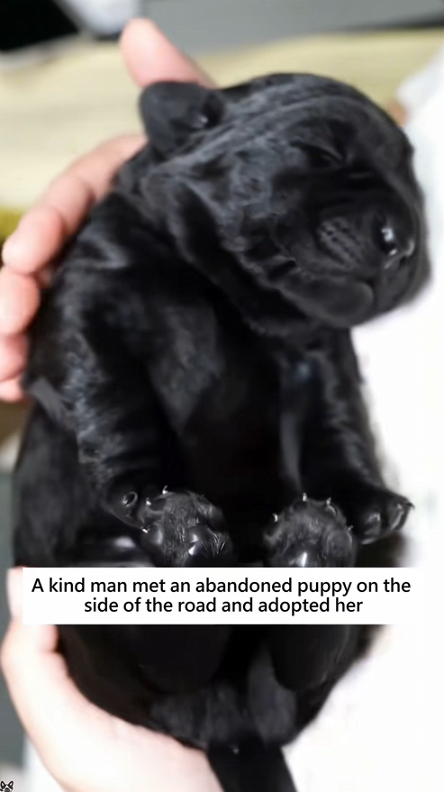 C0609006 kind man met an abandoned puppy on the side of the road and adopted_part2