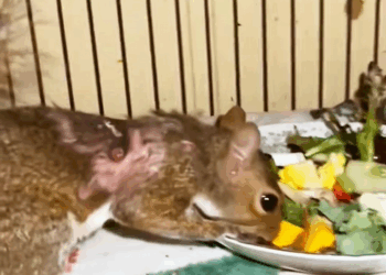 C2209005 Poor squirrel #rescue ._part2