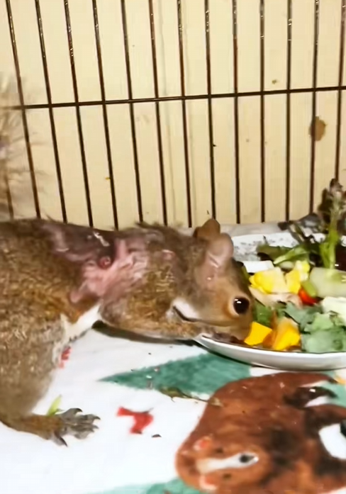 C2209005 Poor squirrel #rescue ._part2