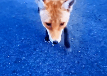 C2209006 Rescue fox #rescue #animals_part2