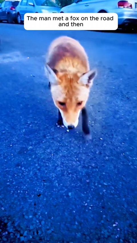 C2209006 Rescue fox #rescue #animals_part2