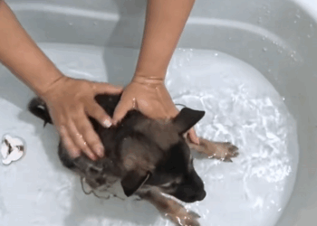 C2209007 Rescue puppy #rescue #animals #puppy _part2