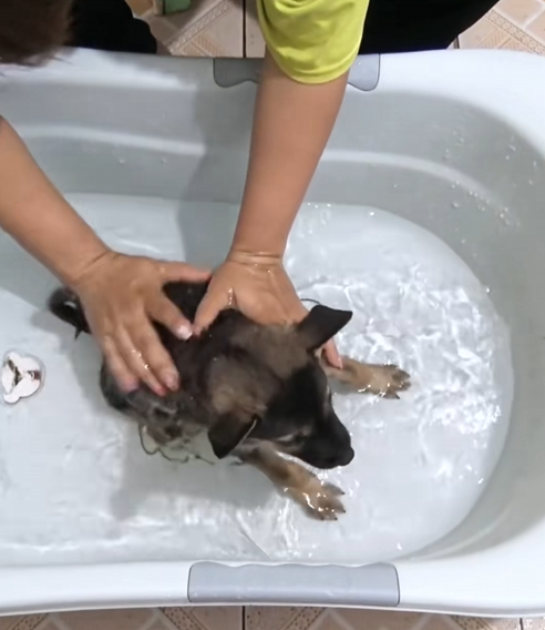 C2209007 Rescue puppy #rescue #animals #puppy _part2
