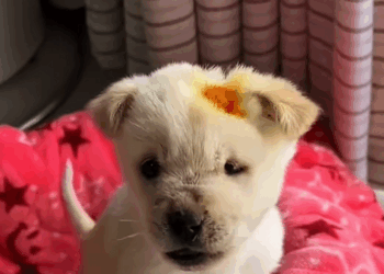 C2209008 Rescue puppy mother #rescue #animals ._part2