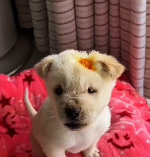 C2209008 Rescue puppy mother #rescue #animals ._part2
