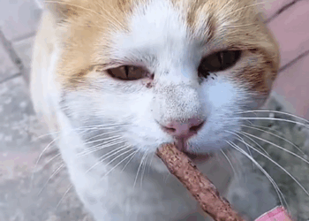 C2209010 Stray cat begging food #rescue ._part2