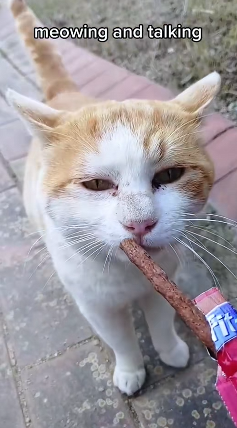 C2209010 Stray cat begging food #rescue ._part2
