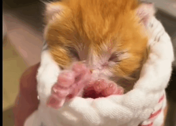 C2309001 Abandoned animal left to die found in shocking condition_part2