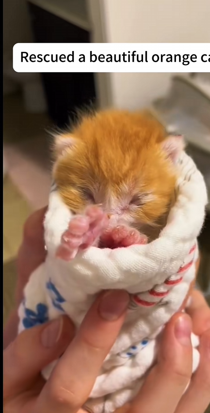 C2309001 Abandoned animal left to die found in shocking condition_part2