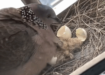 C2309002 dove built nest on my balcony,and helped it raise its babies…_part2
