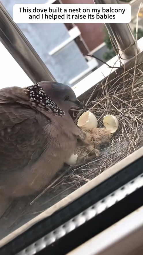 C2309002 dove built nest on my balcony,and helped it raise its babies…_part2
