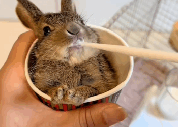 C2309003 found little rabbit lost its mom on road took it home_part2