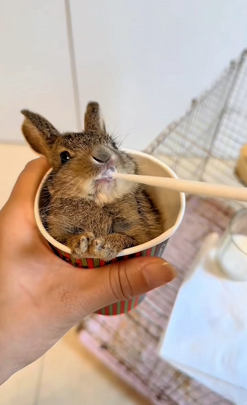C2309003 found little rabbit lost its mom on road took it home_part2
