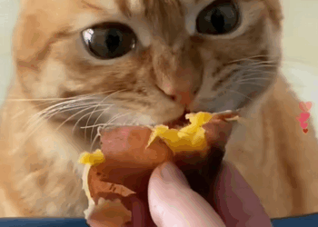 C0609007 Poor cat covered in bugs kind-hearted person took her to the hospital…_part2