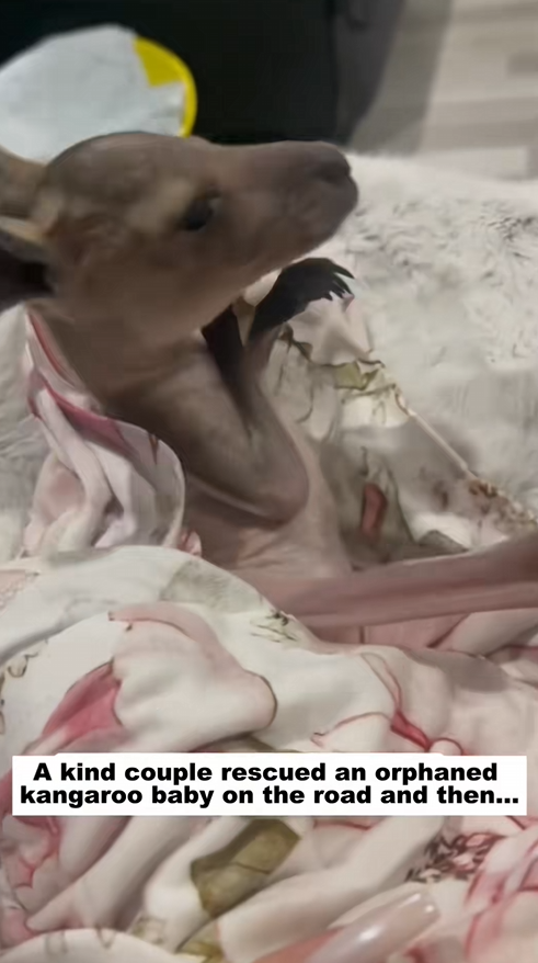 C2309005 kind couple rescued an orphaned kangaroo baby on road then_part2