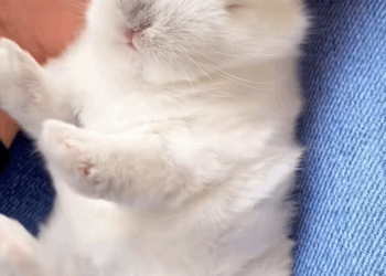 C2309006 kind couple rescued bunny was abandoned in ditch then._part2