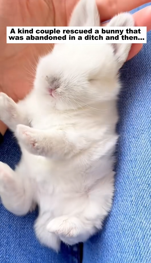 C2309006 kind couple rescued bunny was abandoned in ditch then._part2