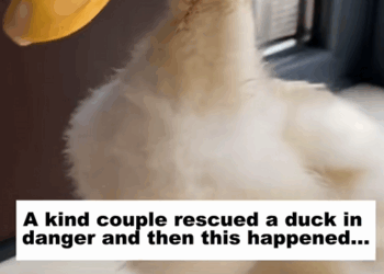 C2309007 kind couple rescued duck in danger, then happened_part2